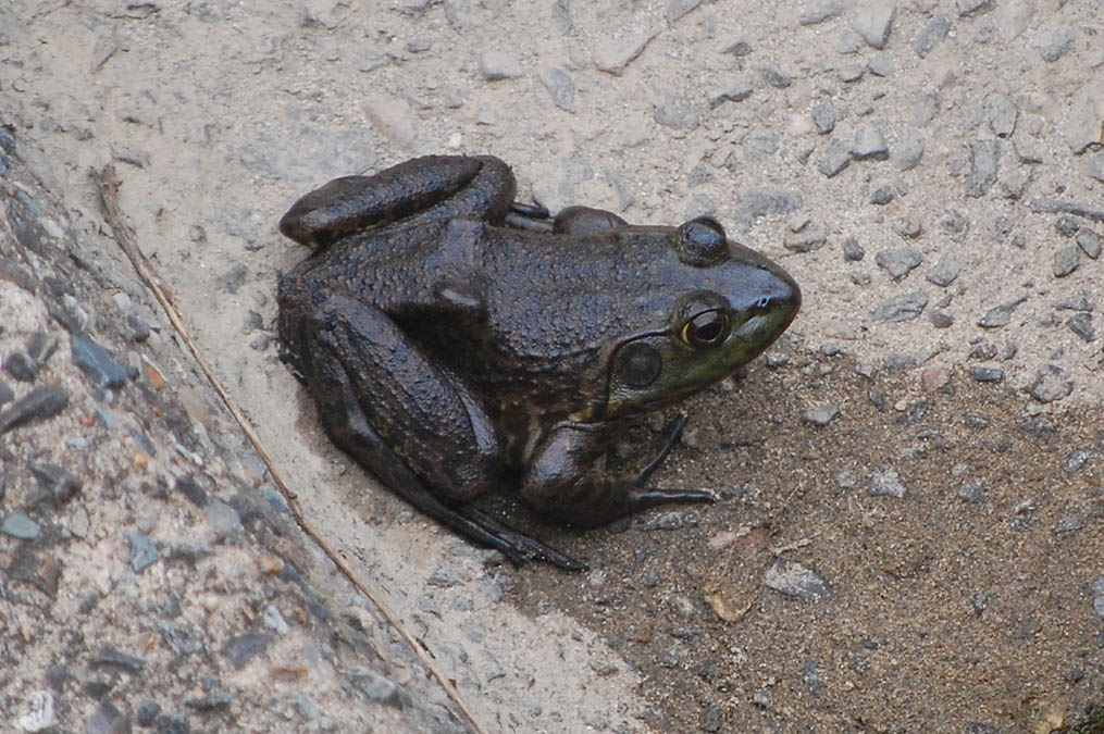 ウシガエル