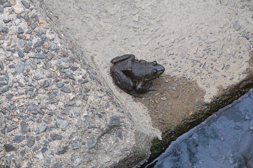 ウシガエル