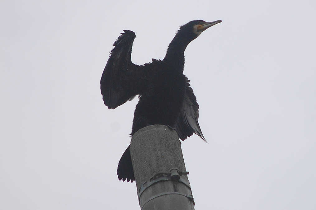 カワウ