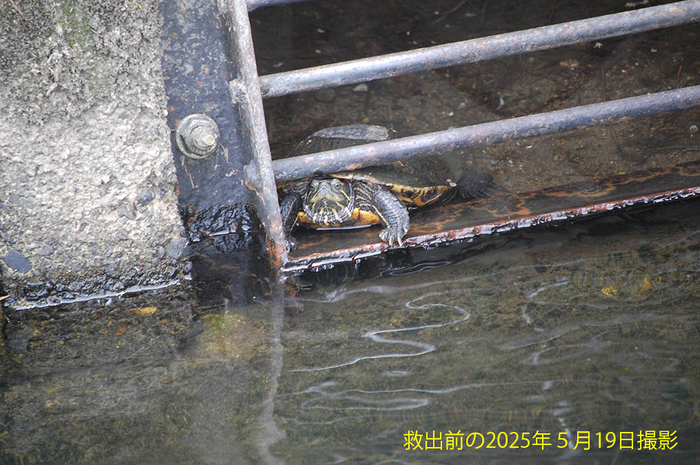 救出する前のカメの画像があった