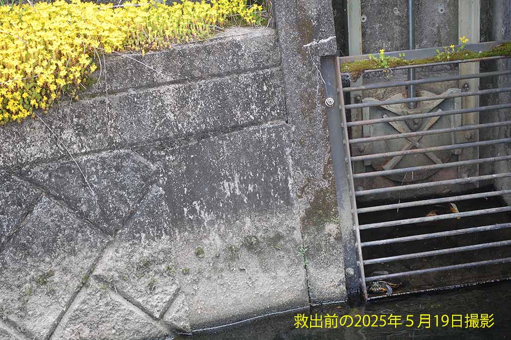 救出する前のカメの画像があった