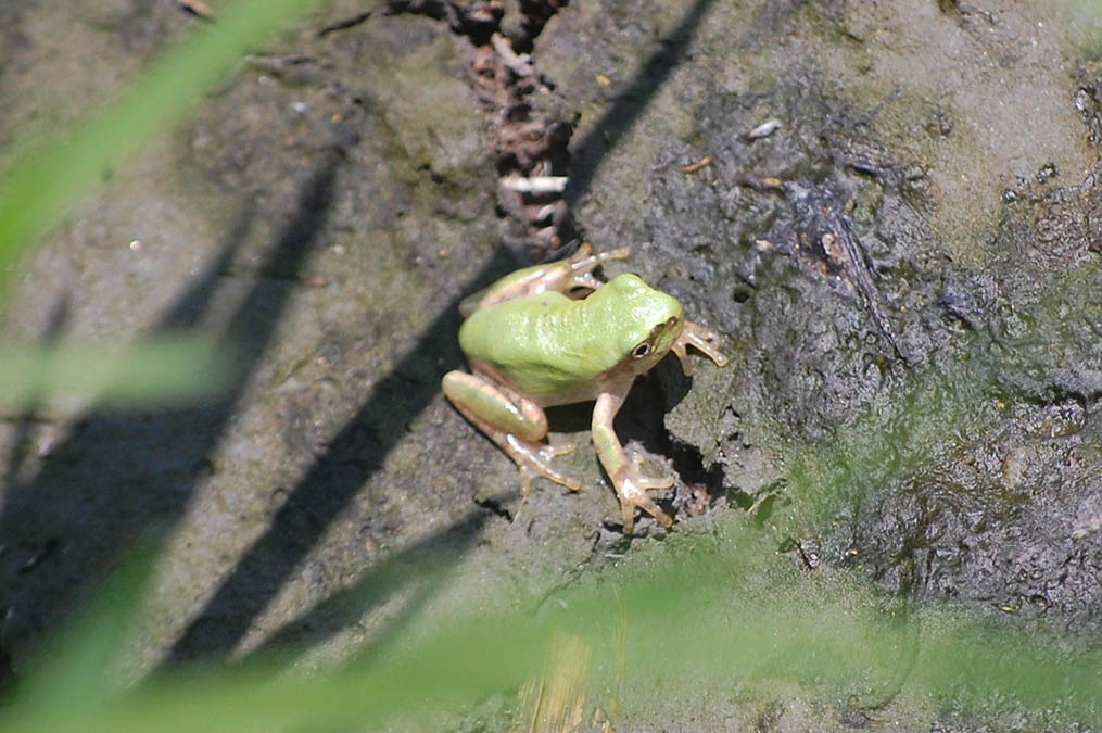 アマガエル
