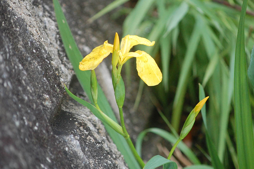 黄菖蒲(キショウブ）