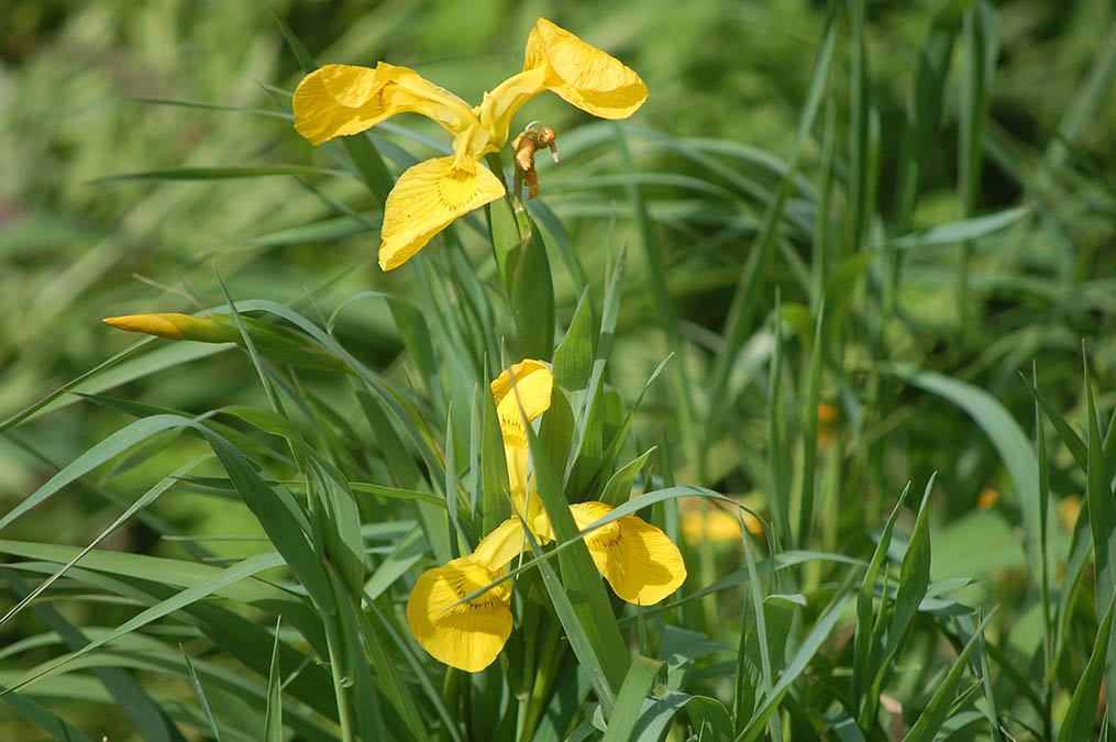 黄菖蒲(キショウブ）