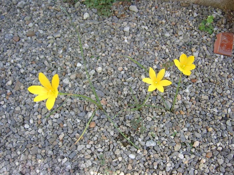 キバナタマスダレ