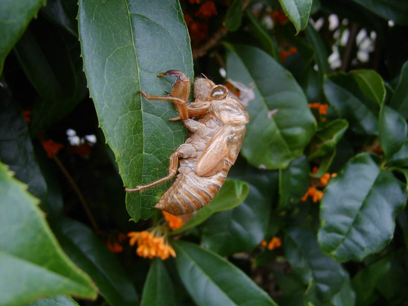 金木犀の花とセミの抜け殻