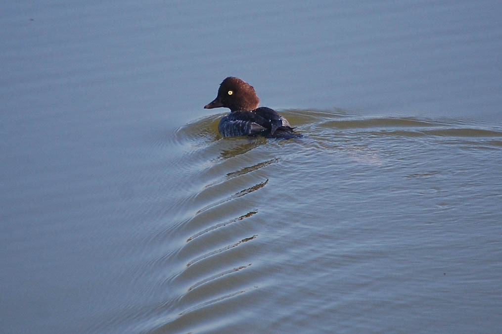 キンクロハジロ
