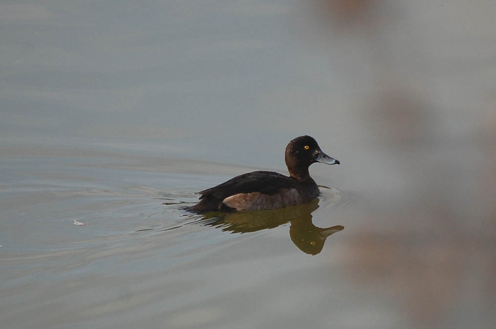 キンクロハジロ