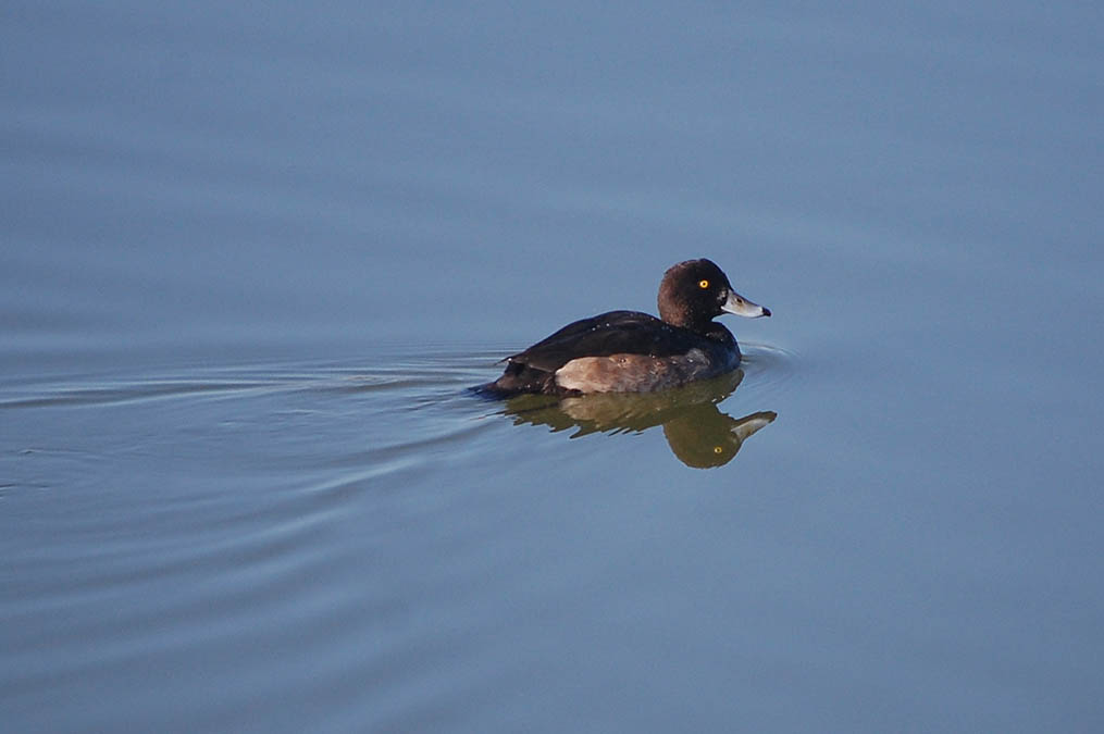 キンクロハジロ