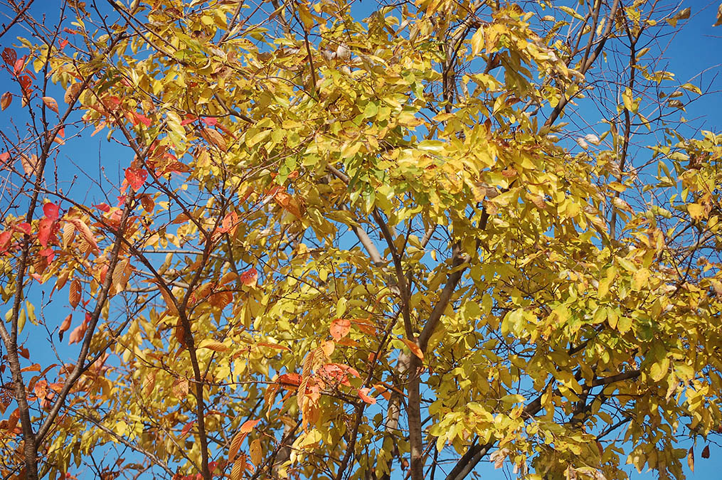 紅葉黄葉