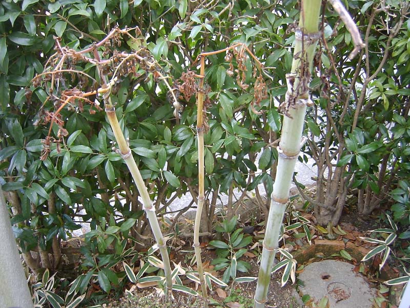 補聴器の空気電池交換