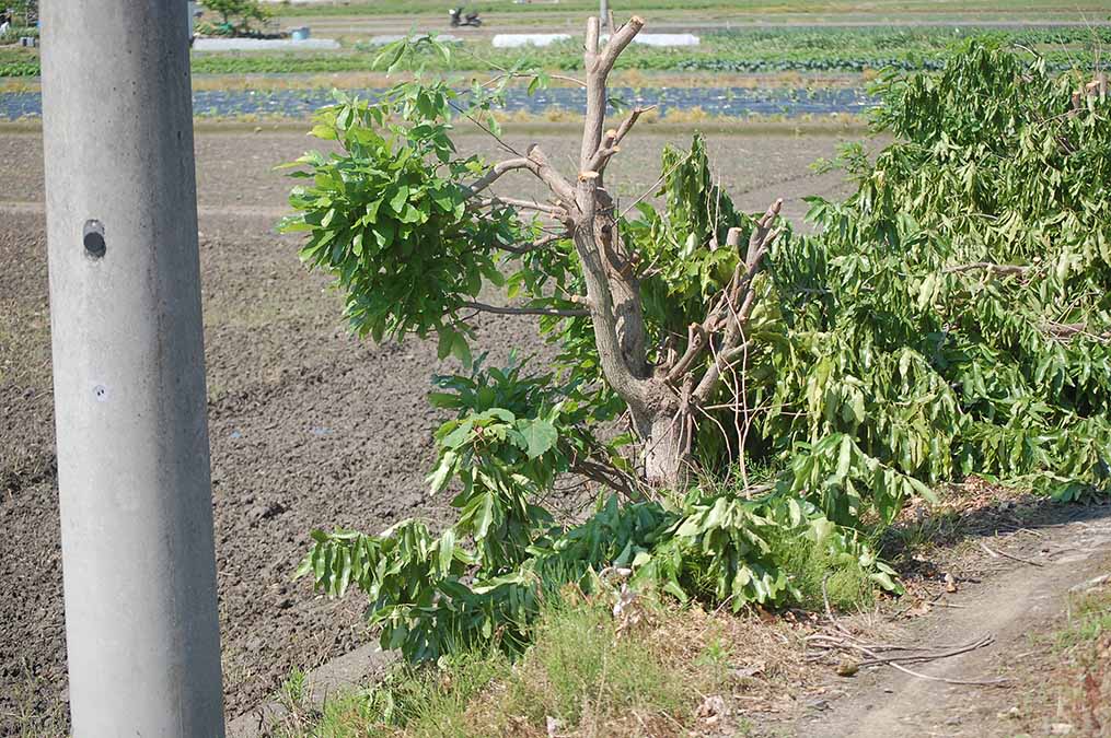 伐採されたクヌギの木