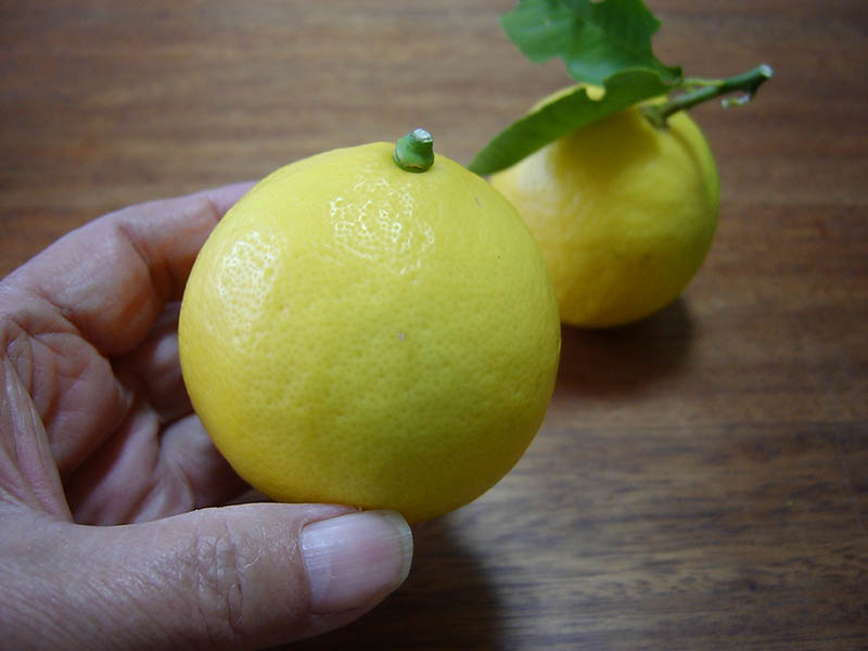 レモンの実