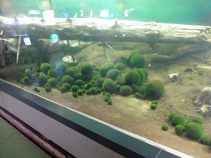 チュウルイ島マリモ展示観察センター