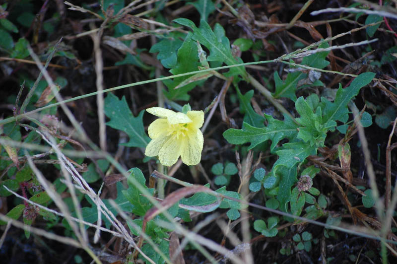 コマツヨイグサ