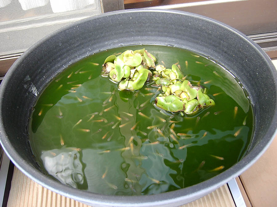 メダカの鉢に水を足した