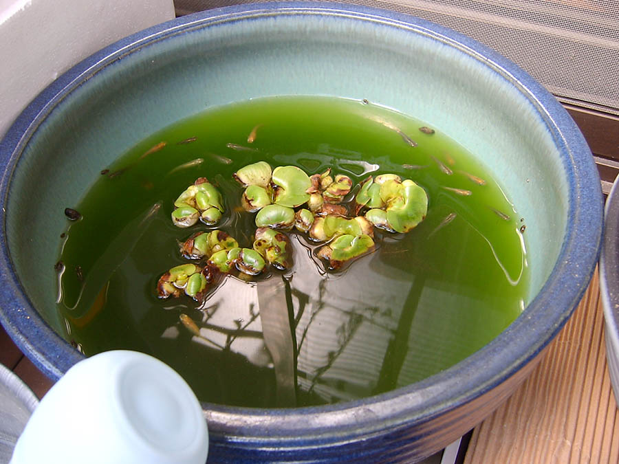 メダカの鉢に水を足した