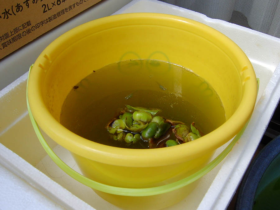メダカの鉢に水を足した