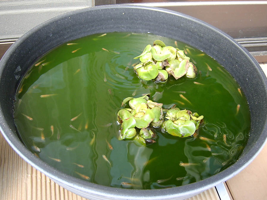 メダカの鉢に水を足した
