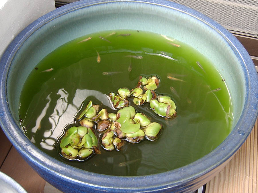 メダカの鉢に水を足した