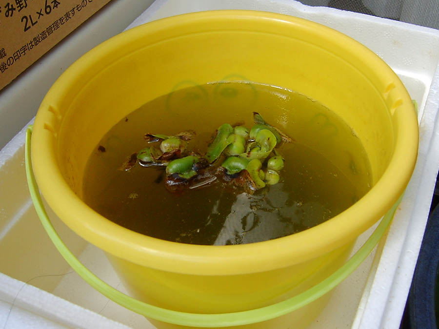 メダカの鉢に水を足した