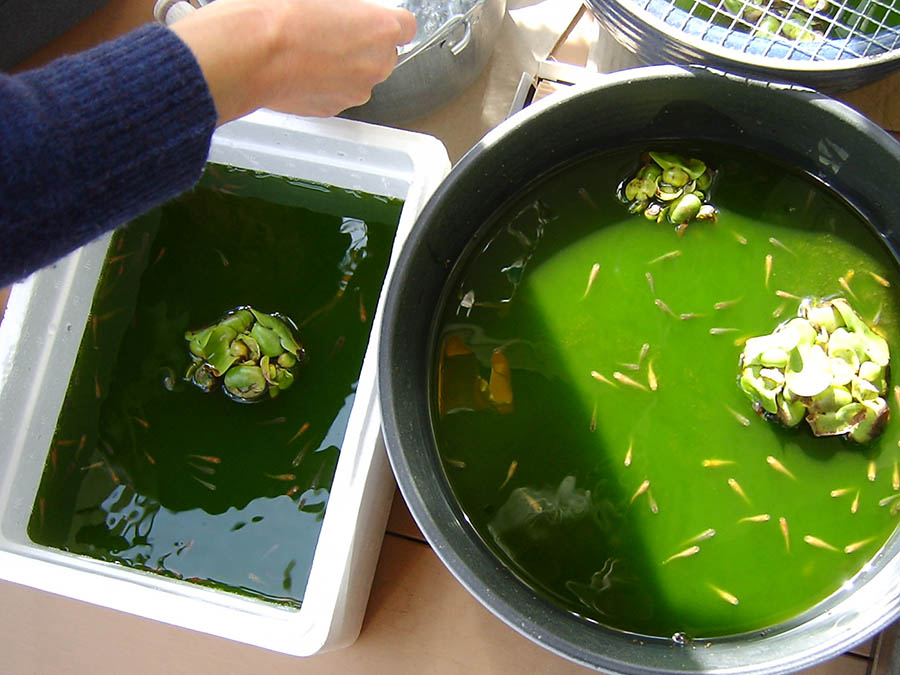 密集しているメダカの鉢を2つに分けた
