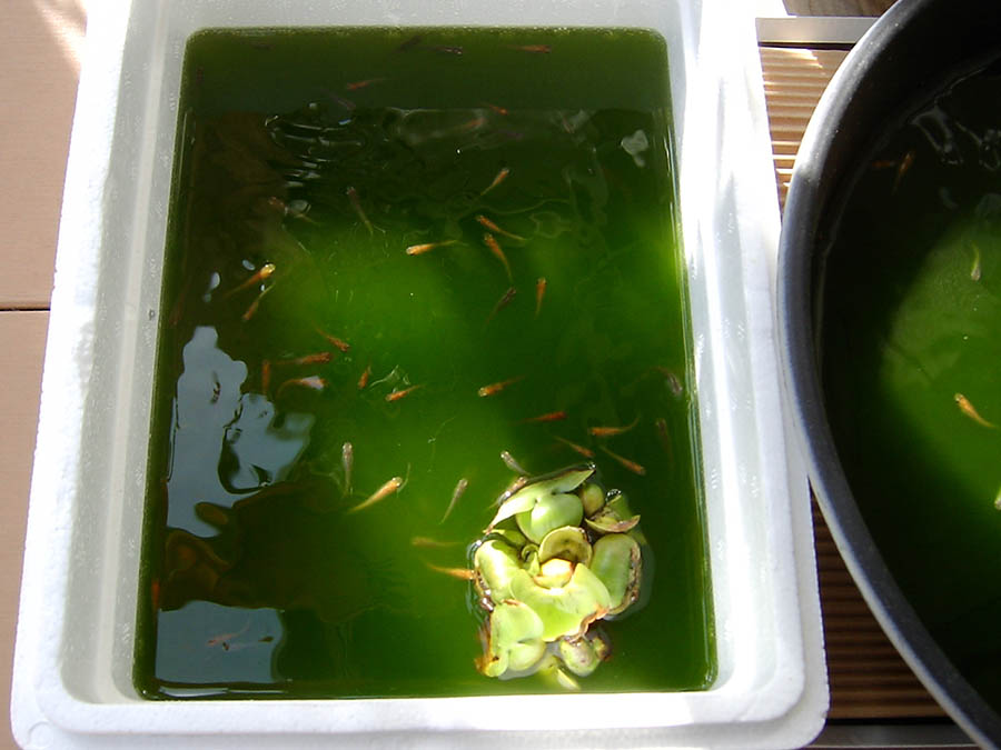 密集しているメダカの鉢を2つに分けた