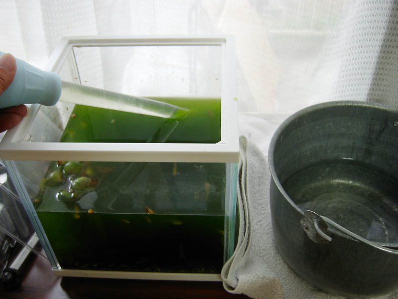 メダカの水槽の水交換
