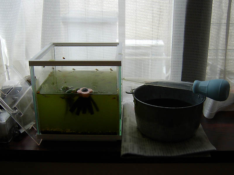 メダカの水槽の水換え