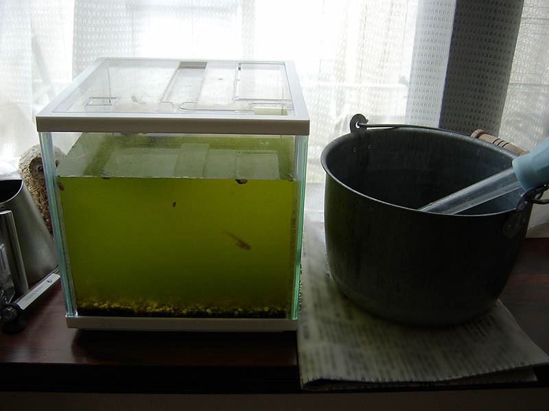メダカの水槽の水換え
