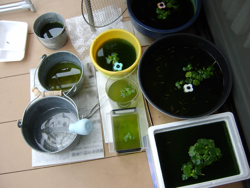 メダカの水槽の水換え