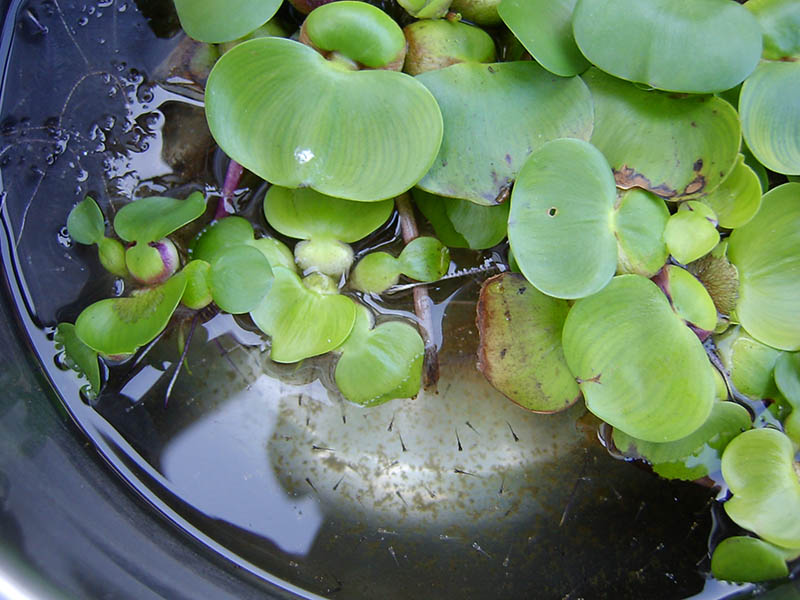 水草ホテイアオイからメダカの赤ちゃんが大量孵化