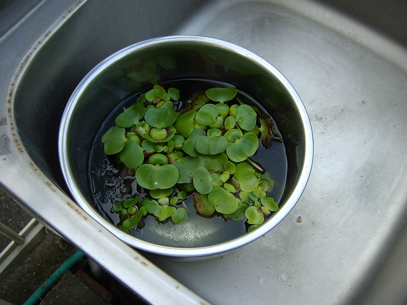 水草ホテイアオイからメダカの赤ちゃんが大量孵化