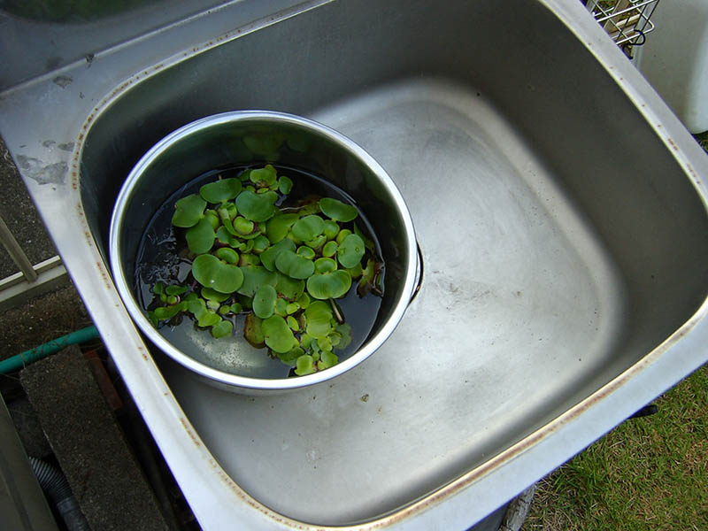 水草ホテイアオイからメダカの赤ちゃんが大量孵化