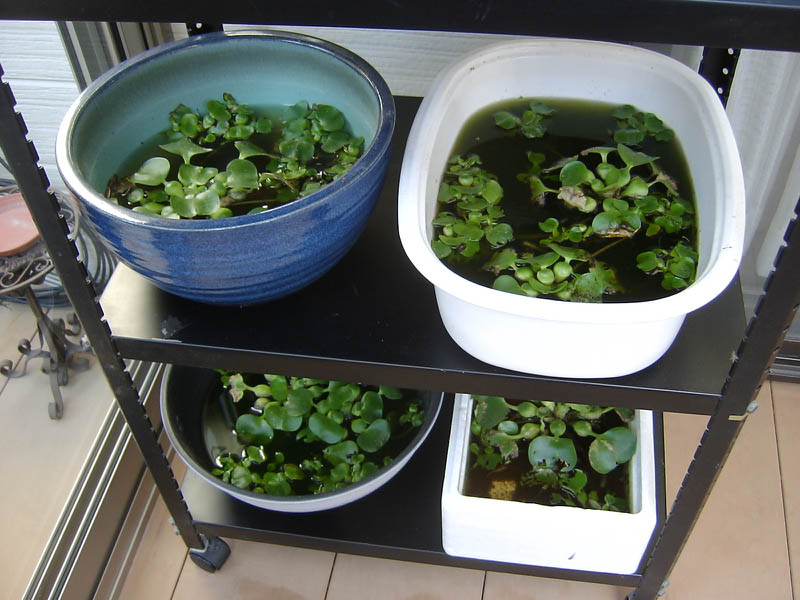 メダカの鉢を棚に整頓