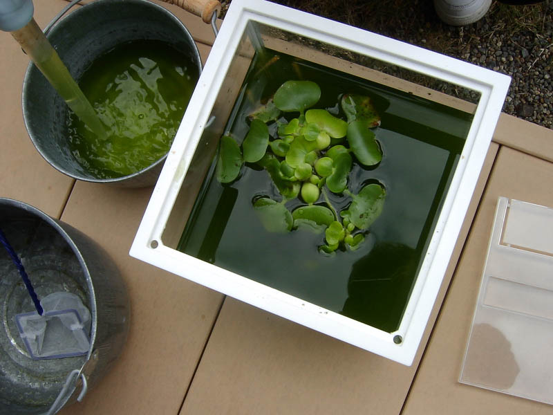 バームクーヘン