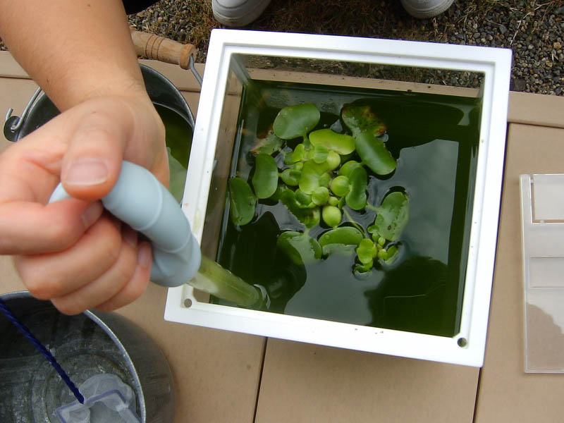 バームクーヘン