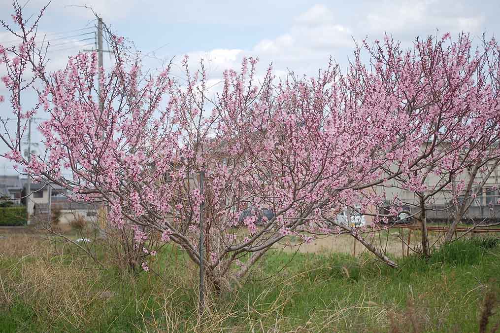桃の花