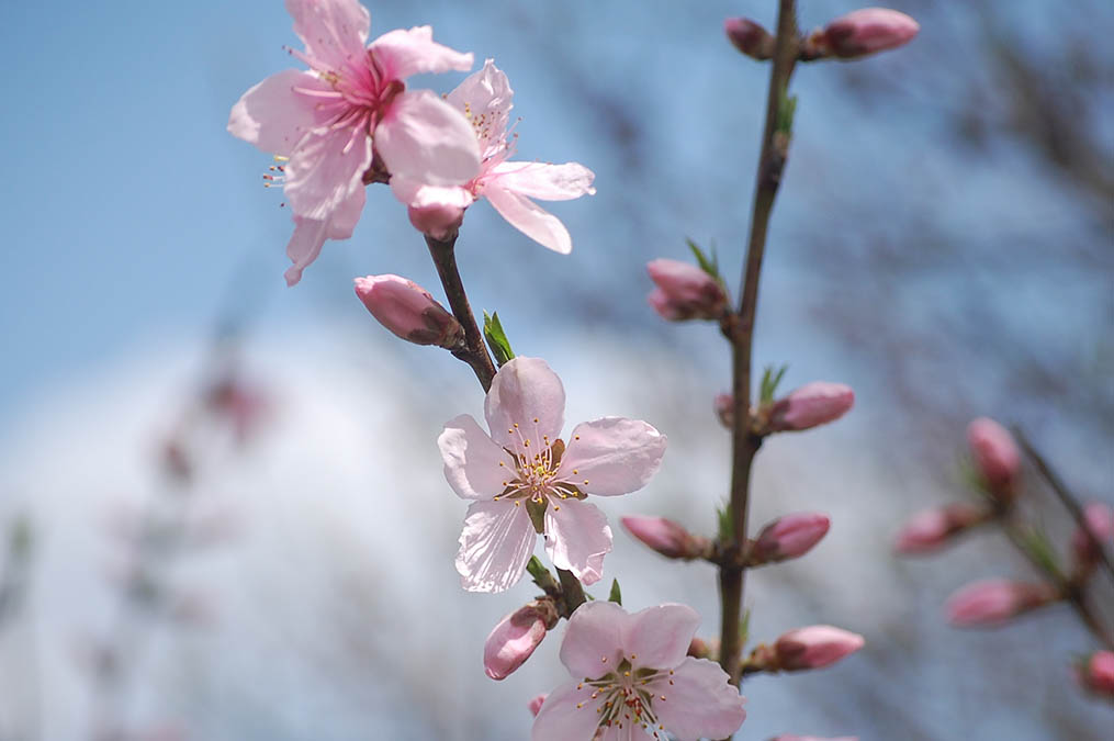 桃の花