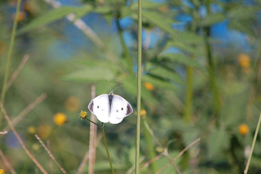 モンシロチョウ