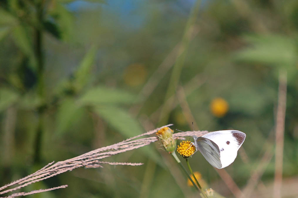モンシロチョウ