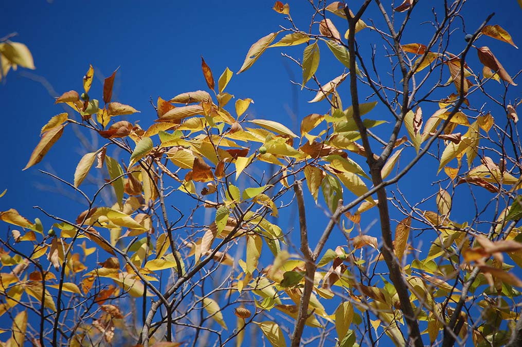 黄葉ムクノキ