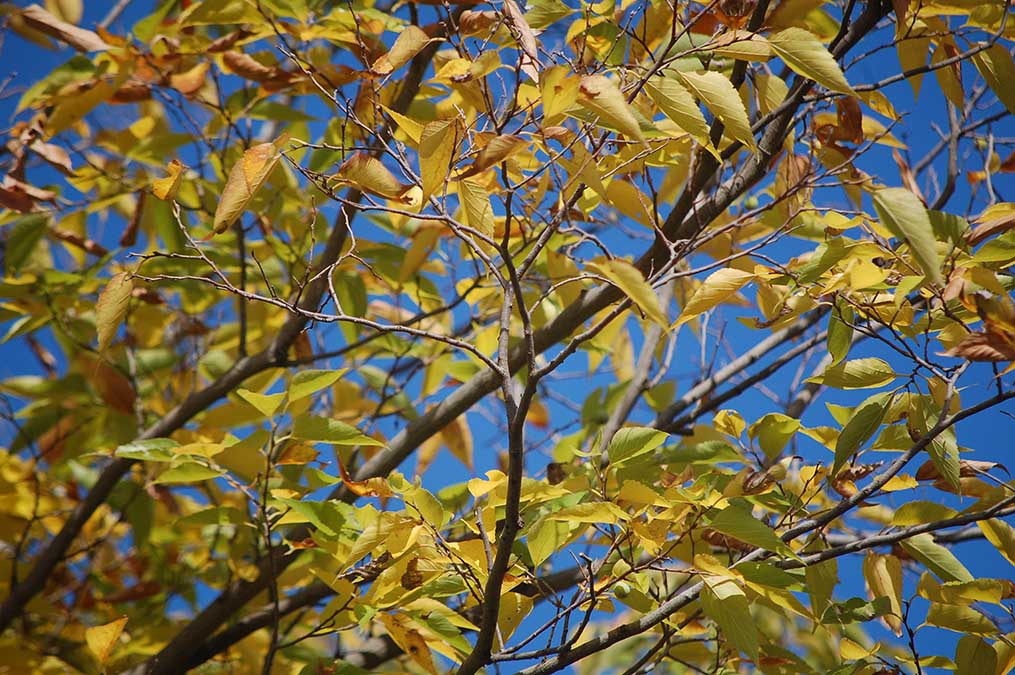 黄葉ムクノキ
