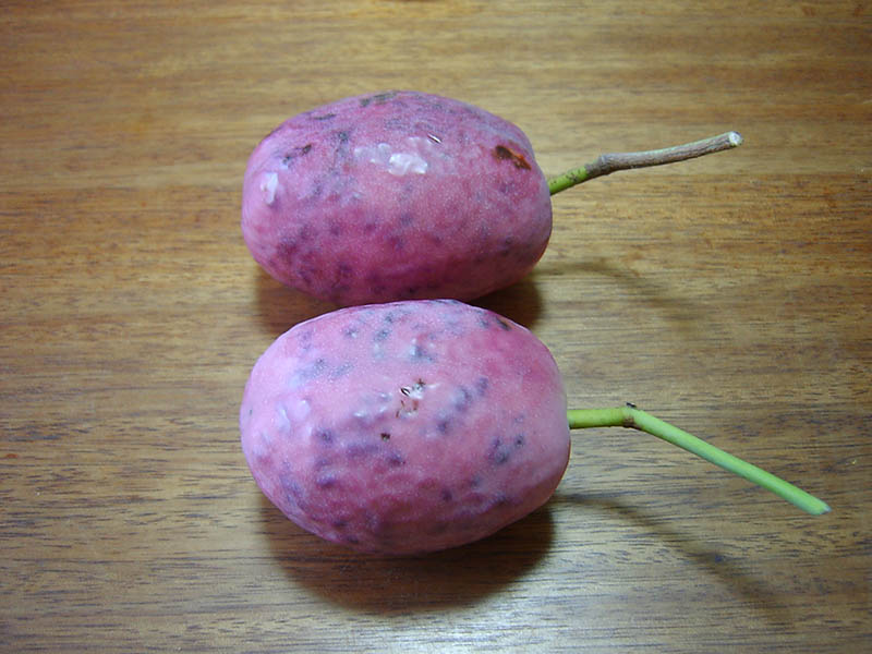 不老長寿の果物むべ