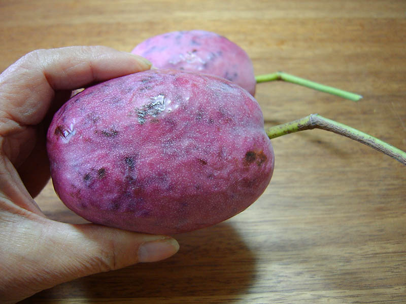 不老長寿の果物むべ