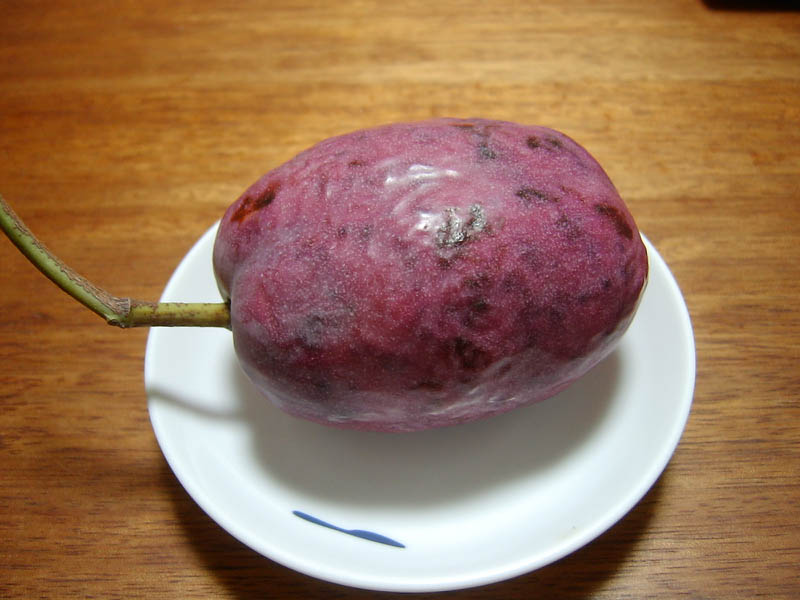 不老長寿の果実むべを食べた