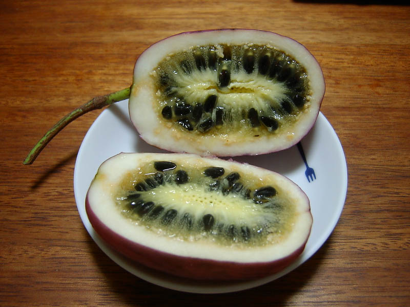 不老長寿の果実むべを食べた