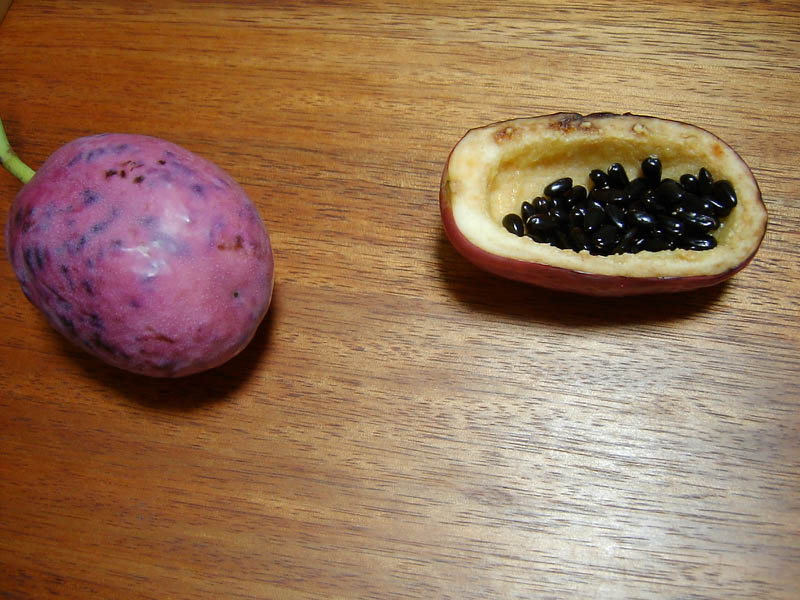 不老長寿の果実むべを食べた