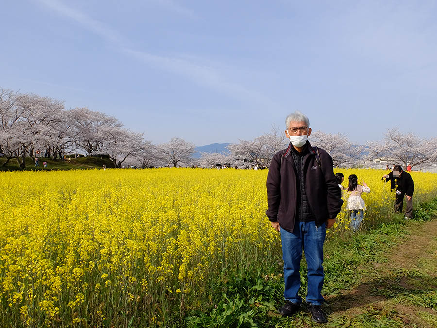 藤原宮跡で菜の花と桜
