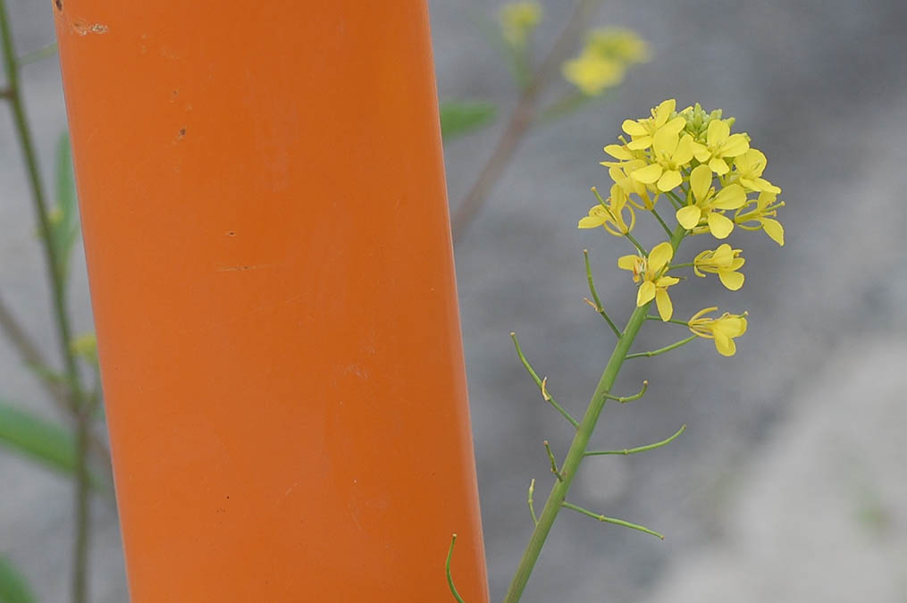 セイヨウカラシナの花